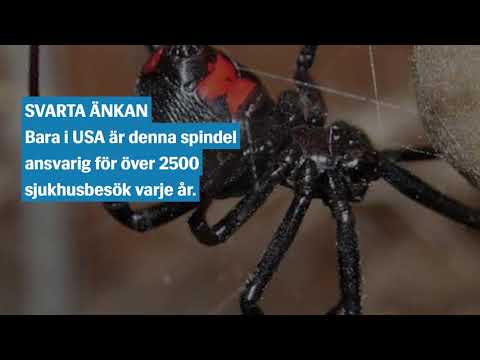 Här är några av världens giftigaste spindlar