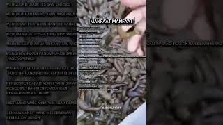 tempat therapi lintah tasikmalaya kecamatan pancatengah#lintah #terapilintah