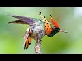 Las 10 Aves Con Los Colores Más Hermosos  Del Planeta