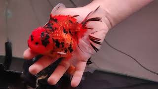 Oranda Tiger Rose Tail Jumbo Size 15 cm