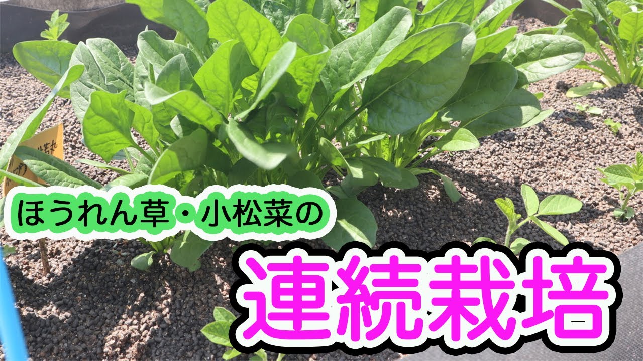 家庭菜園 ほうれん草 小松菜の連続栽培 さつま芋の苗が来るまであと１ヶ月あれば小さくても収穫できると思い挑戦します Youtube