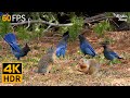 Cat TV for Cats to Watch 😺 Pretty Birds and Squirrels 🐿 8 Hours 4K HDR 60FPS