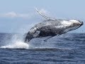 Dominikai Köztársaság Bálnales-Dominican Republic Whale Watching