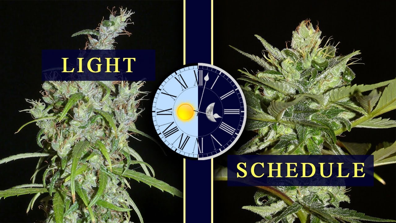 Оптимальный световой режим для конопли — [для конкретного сорта]