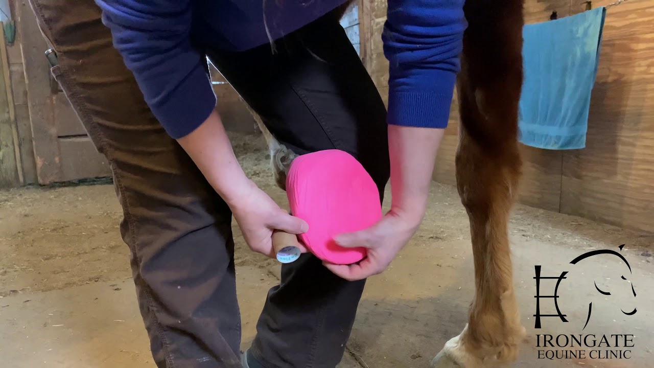 Bandaging a Horse Hoof