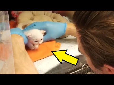 Video: Ինչու են կատվիկները կոչվում կատվիկներ: