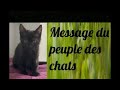 Message du peuple des chats urgent sauver lespce protection chats vortex nergiengative