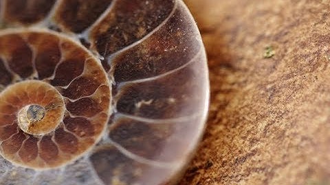 The Fossil Record by Dr Don Patton. Who is God?