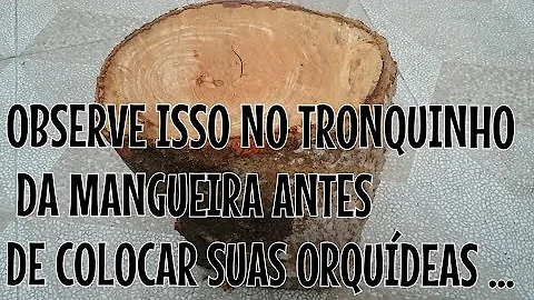 Para que serve o tronco da mangueira?