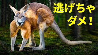 カンガルーの攻撃から逃れるには