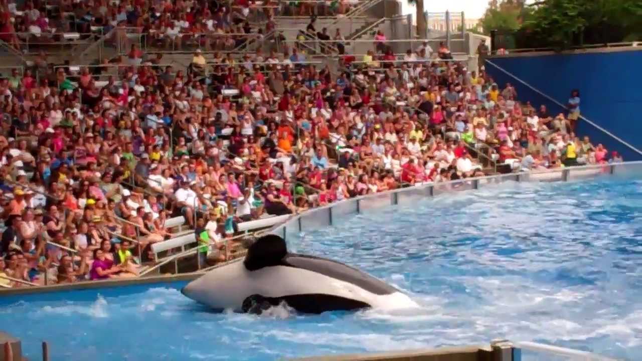 One Ocean at SeaWorld Orlando - 9.25.12 - 5/5 - YouTube