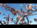 桜の風