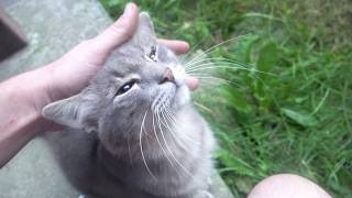 Security cat with friends and sister