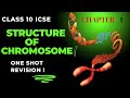 CELL DIVISION | STRUCTURE OF CHROMOSOME | CLASS 10 ICSE | ONE SHOT REVISION | BEST BIOLOGY LECTURE