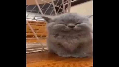 Video 7845091: cat funny popular, asian cats funny