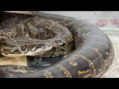 BURMESE PYTHON  #Python molurus bivittatus