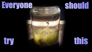 How to make a successful DIY closed ecosystem/ecosphere