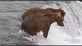 620 catches one  Bear K in background 2026 07 17  BF Explore.org