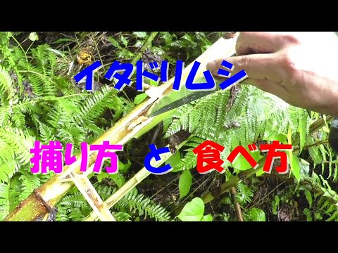 昆虫食 山菜としてイタドリを食べるよりイタドリムシを食べた方が遥かに美味い件 個人の感想です Youtube 昆虫食 山菜としてイタドリを食べるよりイタドリムシを食べた方が遥かに美味い件 個人の感想です Youtube