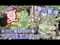 【夏の管理】アガベ夏越しの注意点など。蒸れ対策、遮光など気になる夏管理の事【Agave】【園芸】