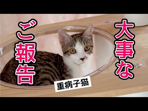 大変な検査を2度乗り越えた重病子猫 まさかの結果に力が抜けて涙が…【保護猫活動】