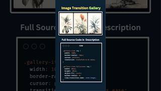 🔥 Image Transition Gallery Using HTML, CSS &amp; JavaScript #coding