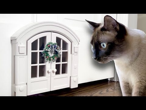 Video: Kitten-Proofing Your Home untuk Cuti-cuti