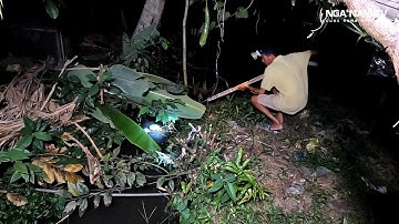 Săn Bắt Chuột Đêm Lenin Hạ Ếch Khủng Bằng Ná Cao Su, Cả Xóm Ăn Ốc Luộc Cười Bể Bụng/NGÃ NĂM TV