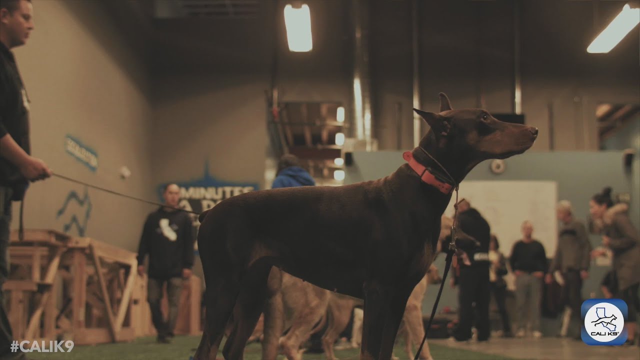The Cali K9® Modern Dog Training Method YouTube