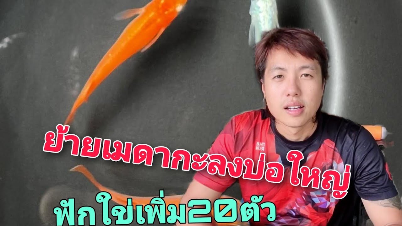 ย้ายเมดากะลงบ่อใหญ่ฟักใข่เมดากะเพิ่ม20ตัว