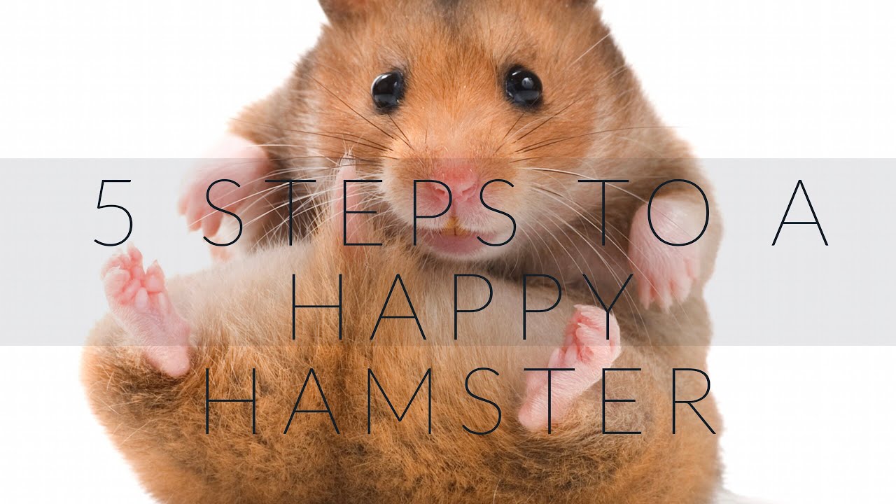 Guinea Pigs Facts