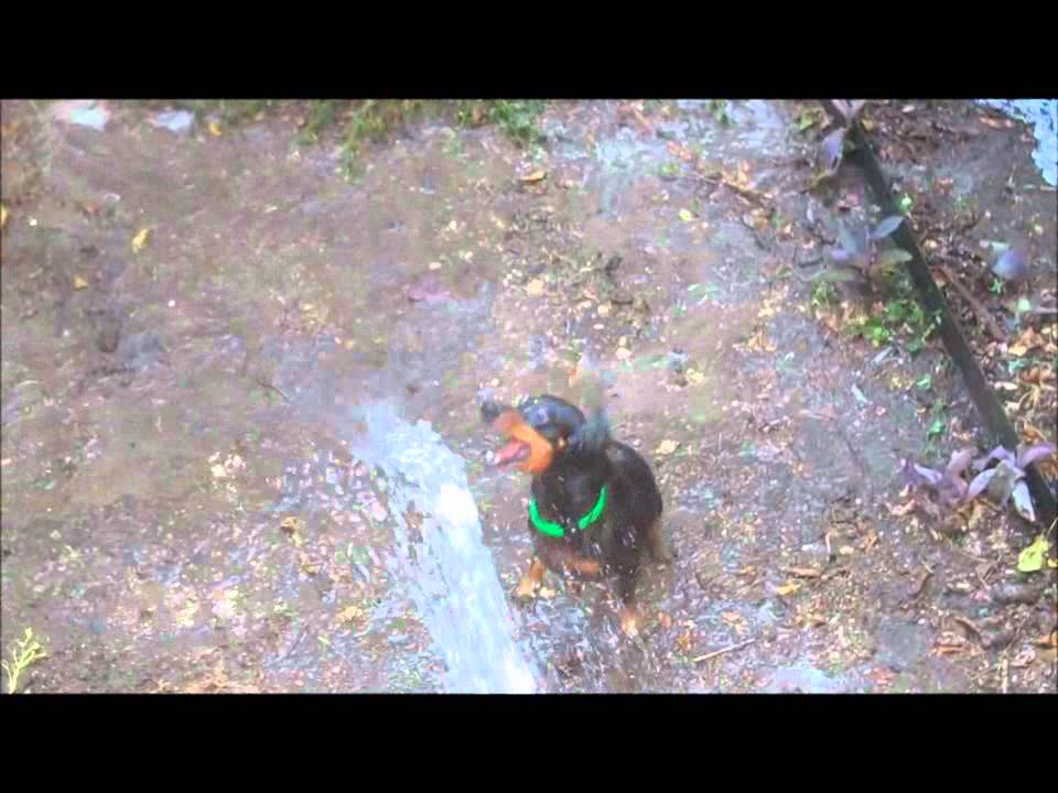 Foster dog Stargazer Lilly plays in the water YouTube