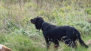 Bonnie Gordon Setter and Bella Bracco Italiano  hunting pheasant. by Paul 285 views 1 year ago 1 minute, 18 seconds