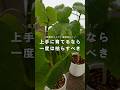 上手に育てたいなら、一度は枯らすべき #観葉植物