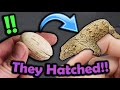Our Leachianus Geckos Hatched!! Ahh! Mp3 Song