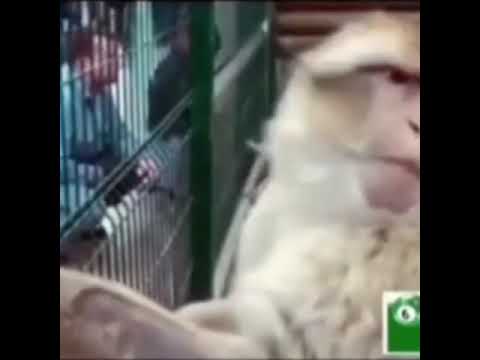 Video: Krao: Priča O Dlakavoj "djevojčici Majmuna" - Alternativni Pogled