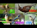 Masteran Cililin Gereja Tarung Cungkok Ciblek Kapas Tembak Mp3 - Mp4 Download