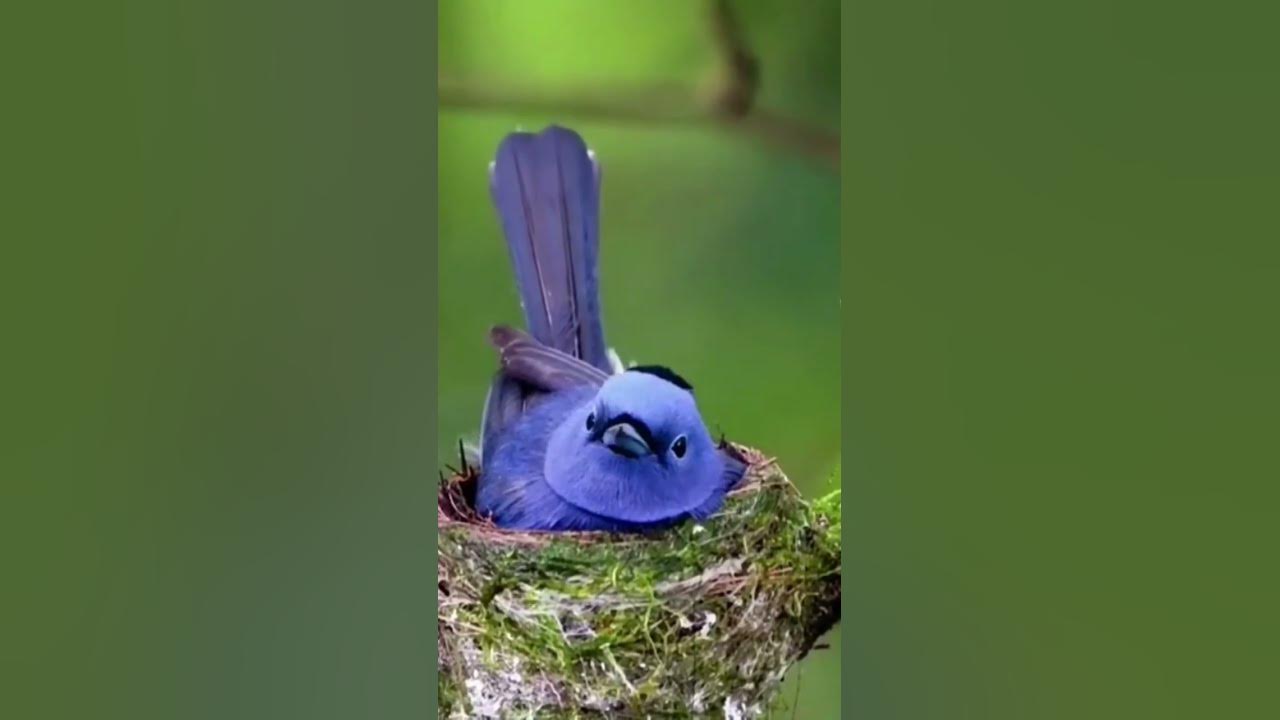 Черноголовый монарх - YouTube