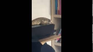 Tegu on the printer(복사기 위의 테구 도마뱀)#shorts