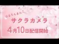 サクラカメラ