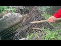 Undo the beavers work in an old culvert