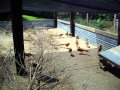 Red Golden Pheasants Breeder Colony