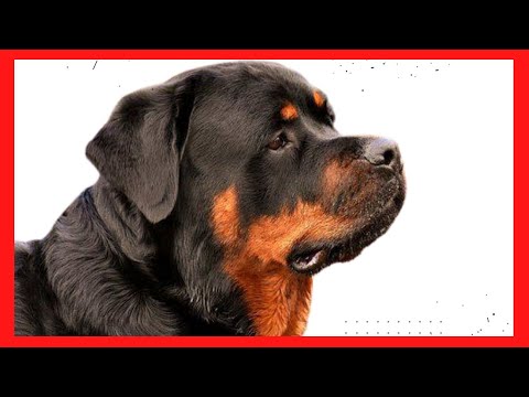Video: Mu täiskasvanud koer ikka imestab asju