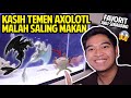 KASIH TEMEN SI NAGA AIR AXOLOTL! MALAH SALING MAKAN!