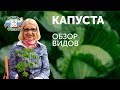 ВЫРАЩИВАНИЕ КАПУСТЫ РАЗНЫХ ВИДОВ. ОКТЯБРИНА ГАНИЧКИНА РЕКОМЕНДУЕТ!