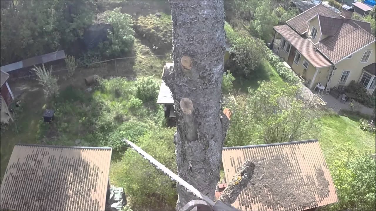 Removal of dead birch tree from skylift YouTube