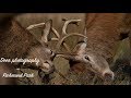 The RED DEER RUT in RICHMOND PARK | Wildlife Vlogs