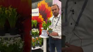 Cultivate '22 Len Kapiteyn Captain Calla