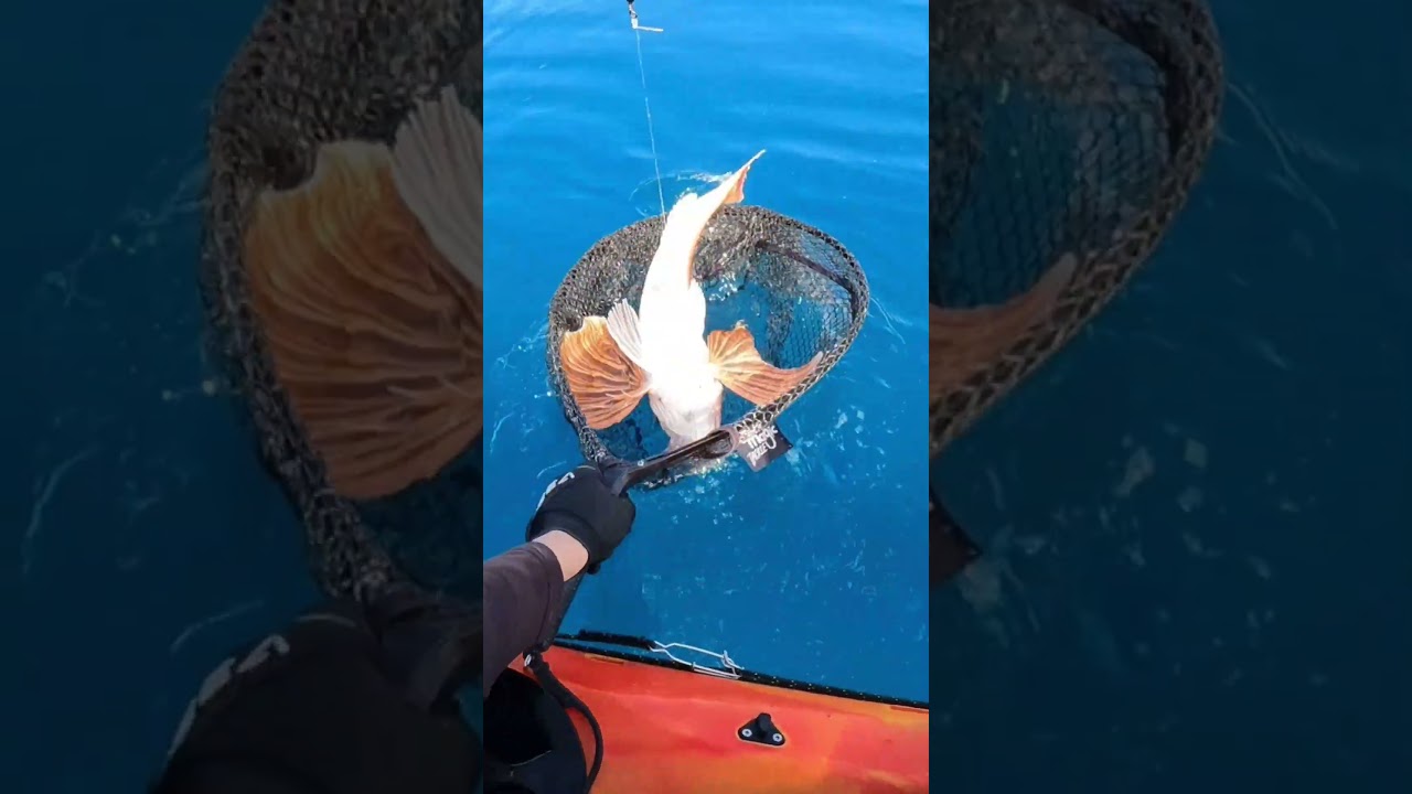 This is as big as they get #gurnard #searobin #fishing #flyingfish #deepseafishing