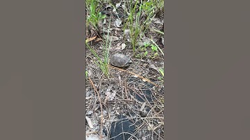 Baby gopher tortoise #baby #turtle #babyturtle #ytshorts #shorts #endangeredspecies
